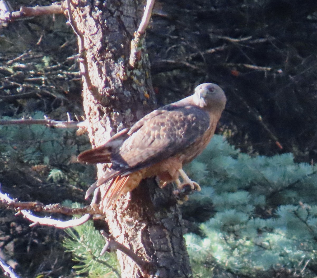 Red-tailed Hawk - ML643376646
