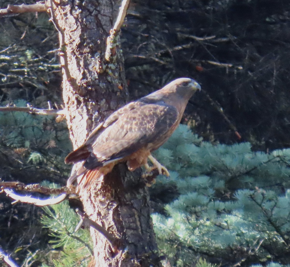 Red-tailed Hawk - ML643376676