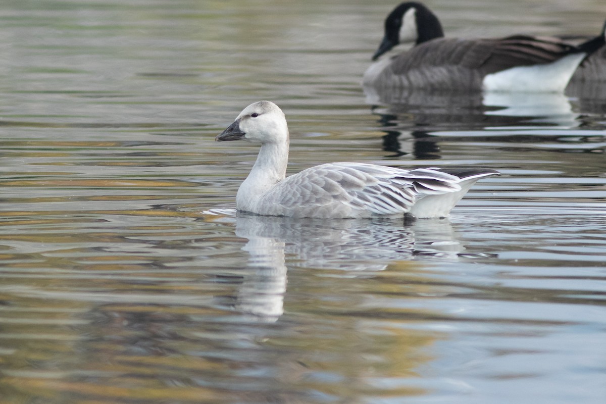 Snow Goose - ML643376689