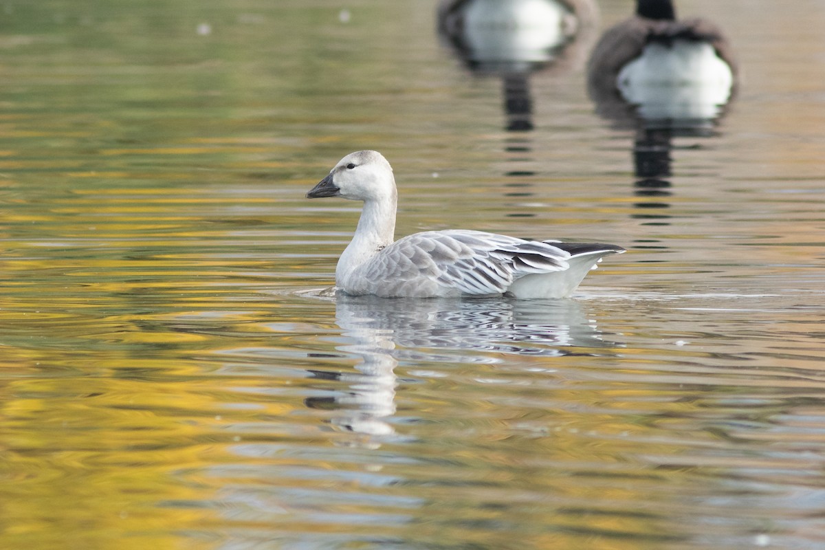 Snow Goose - ML643376690