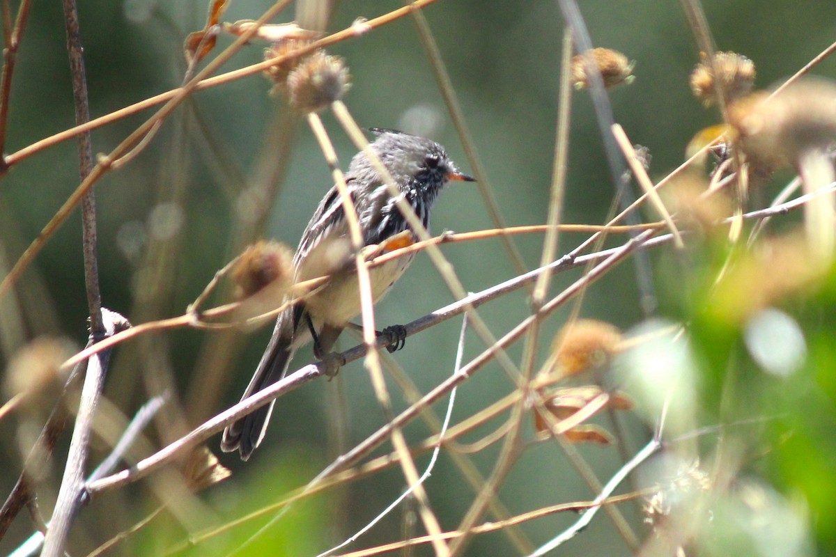 Yellow-billed Tit-Tyrant - ML643376697
