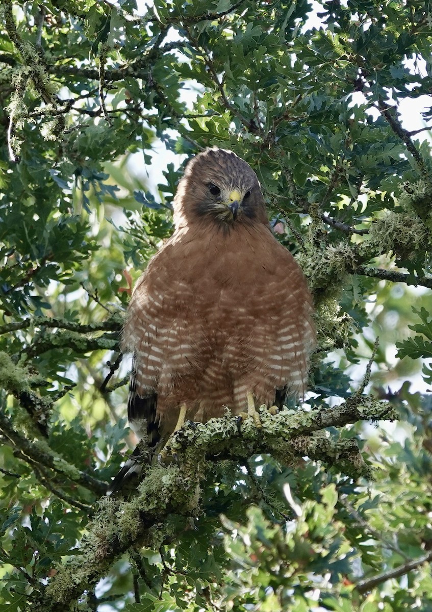 Red-shouldered Hawk - ML643376728