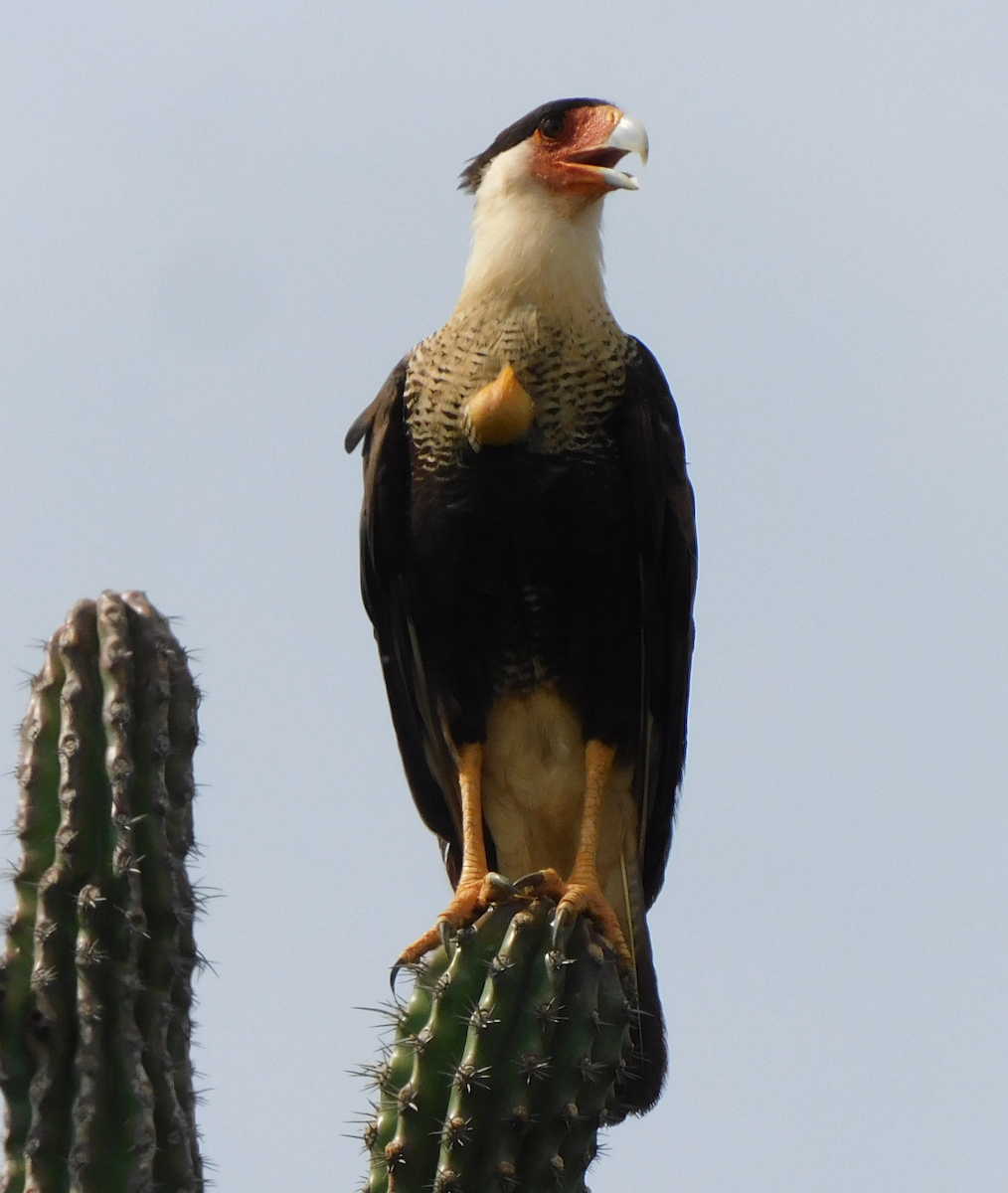 Crested Caracara - ML643376733