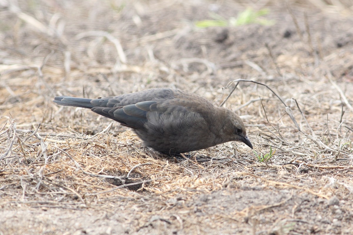 Brewer's Blackbird - ML643376735