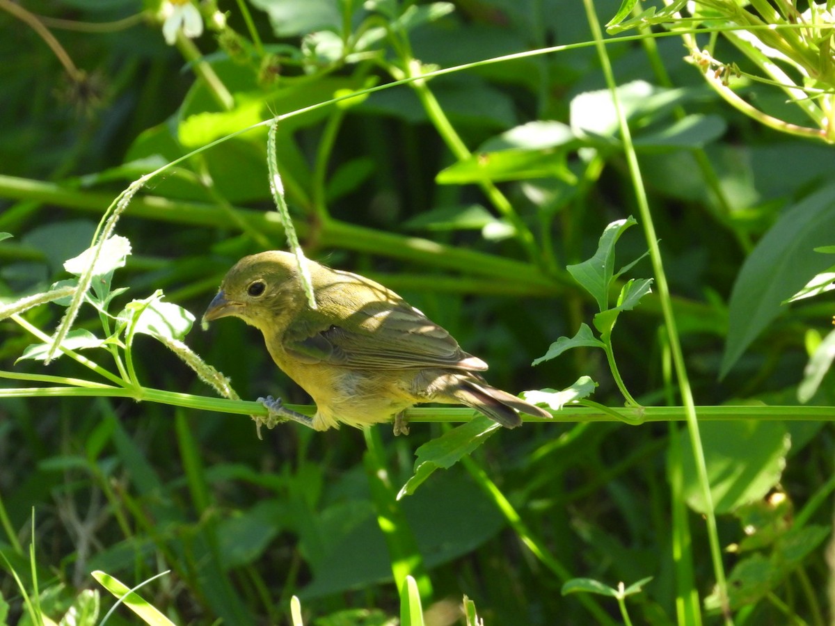 Painted Bunting - ML643376737