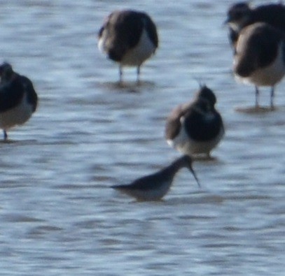 חופית מגלית - ML643376740