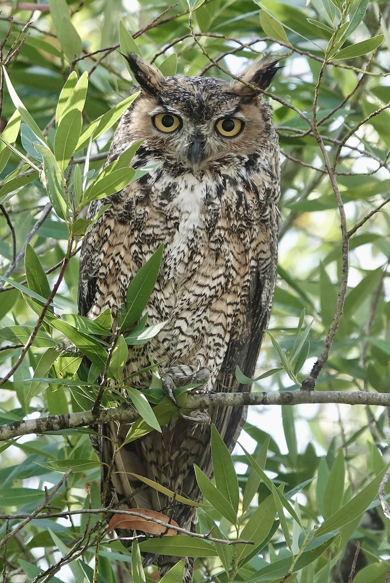 Great Horned Owl - ML643376745