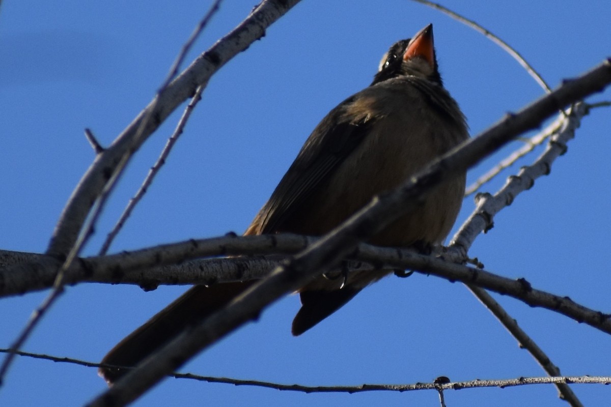 Golden-billed Saltator - ML643376748