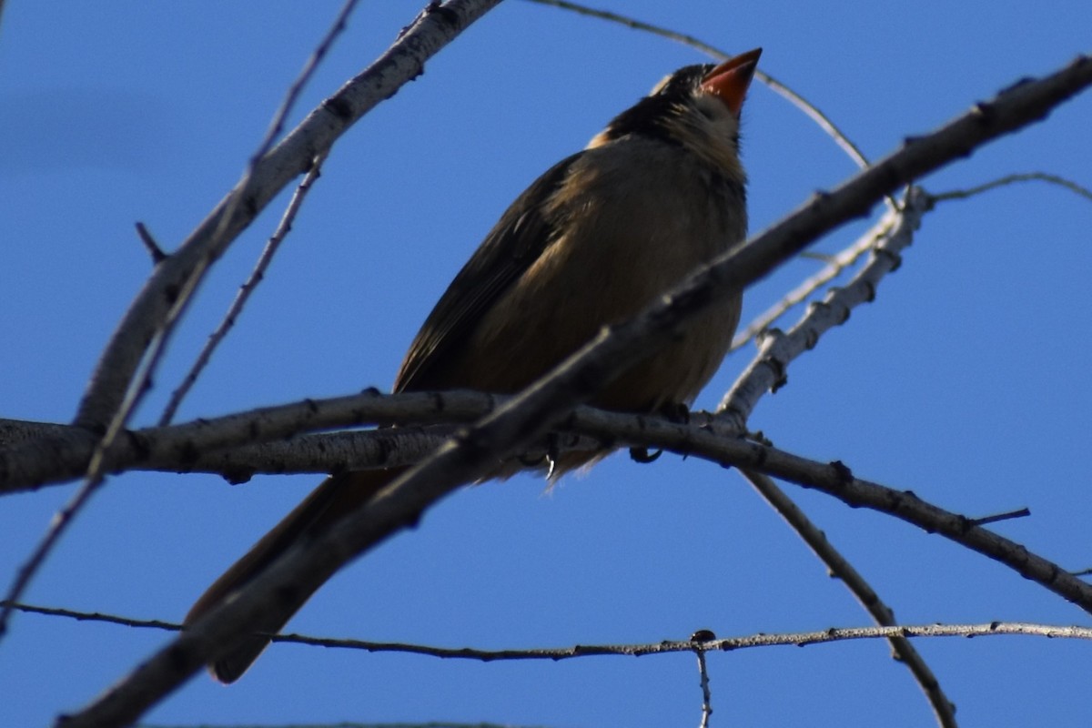Golden-billed Saltator - ML643376749