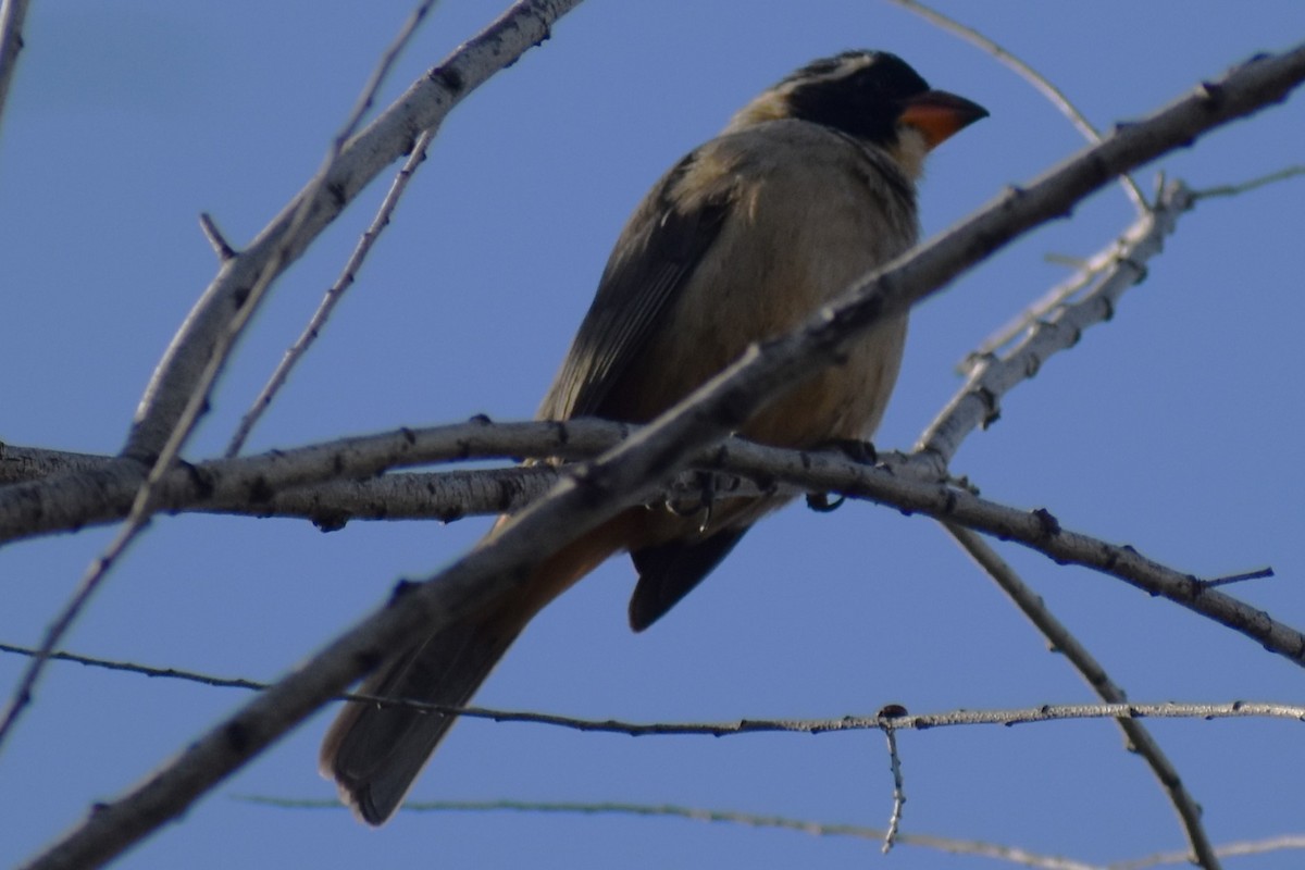 Golden-billed Saltator - ML643376750