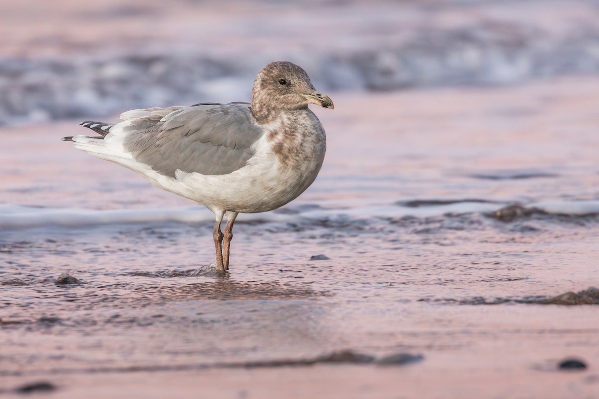 Western x Glaucous-winged Gull (hybrid) - ML643376751