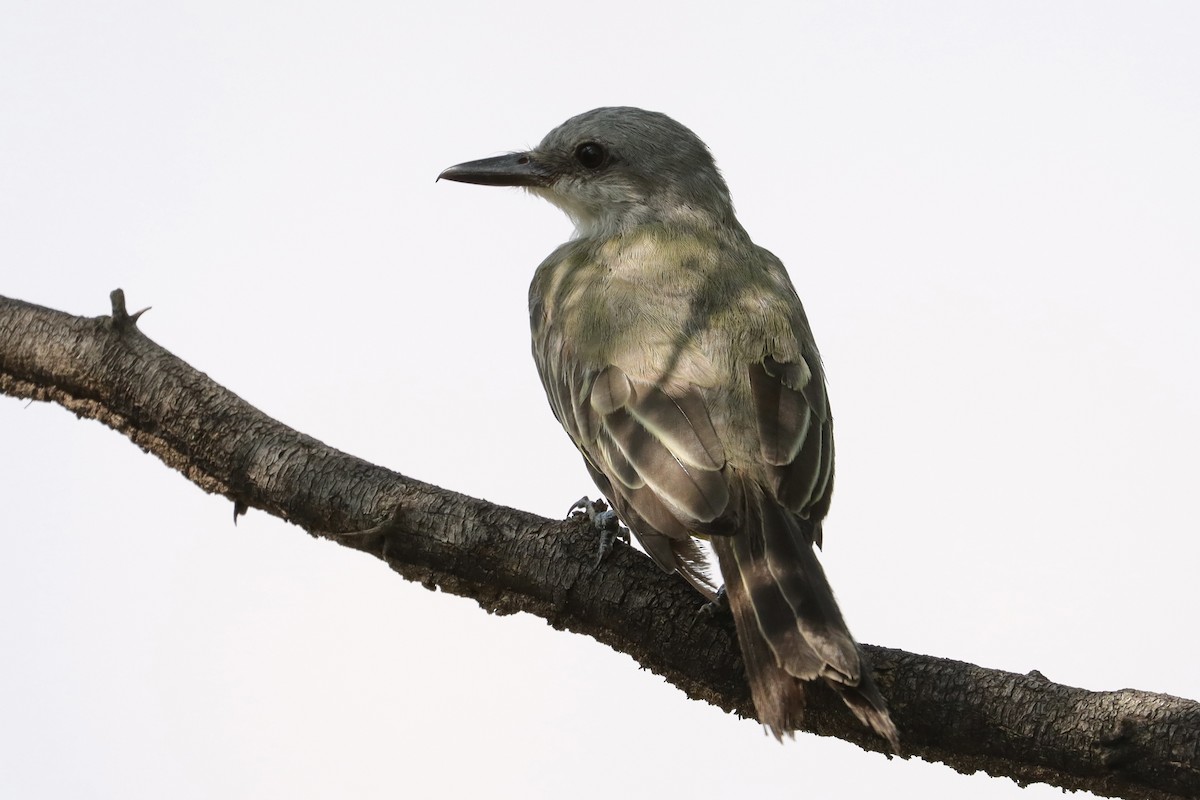 Tropical Kingbird - ML643376756
