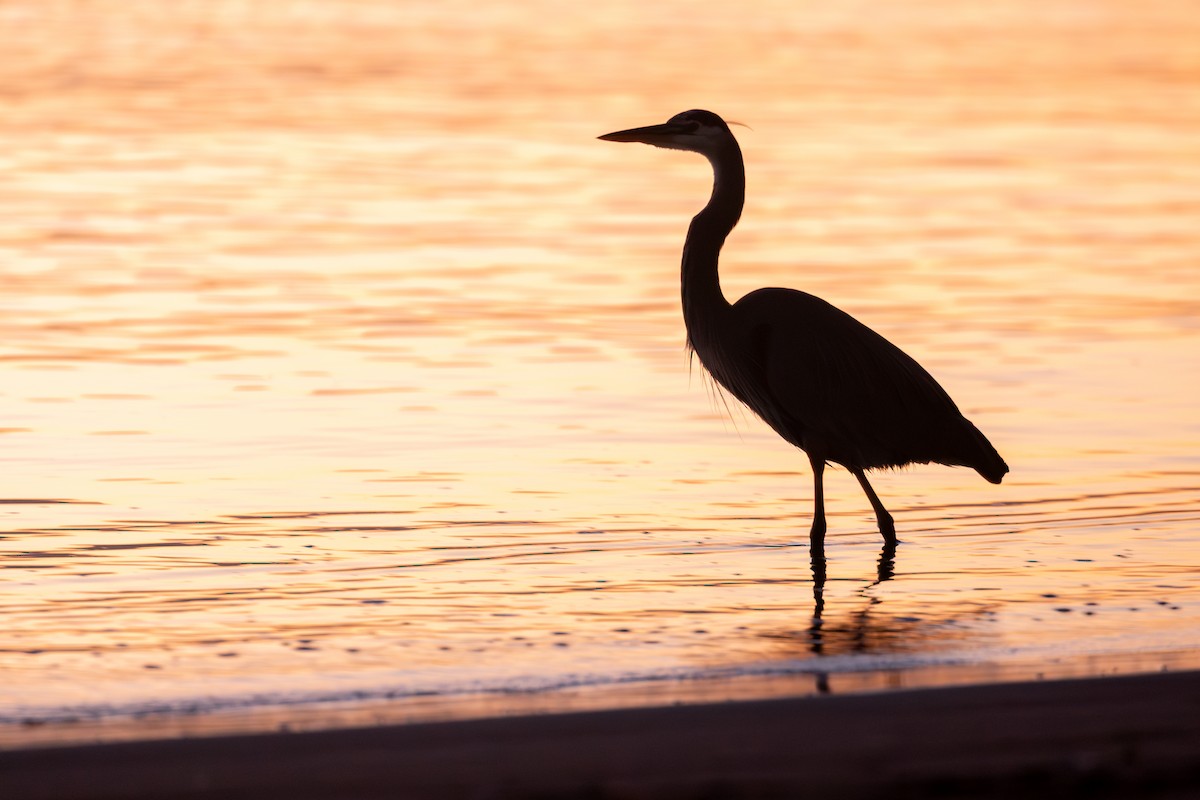 Great Blue Heron (Great Blue) - ML643376757