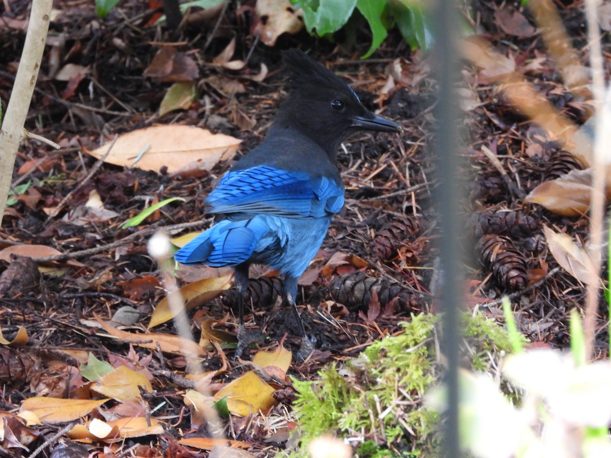 Steller's Jay - ML643376760