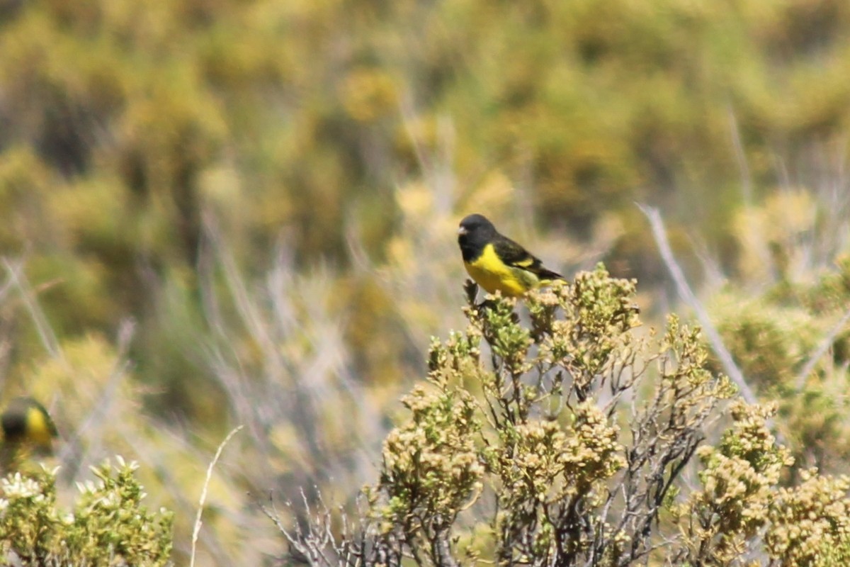 čížek západní - ML643376768