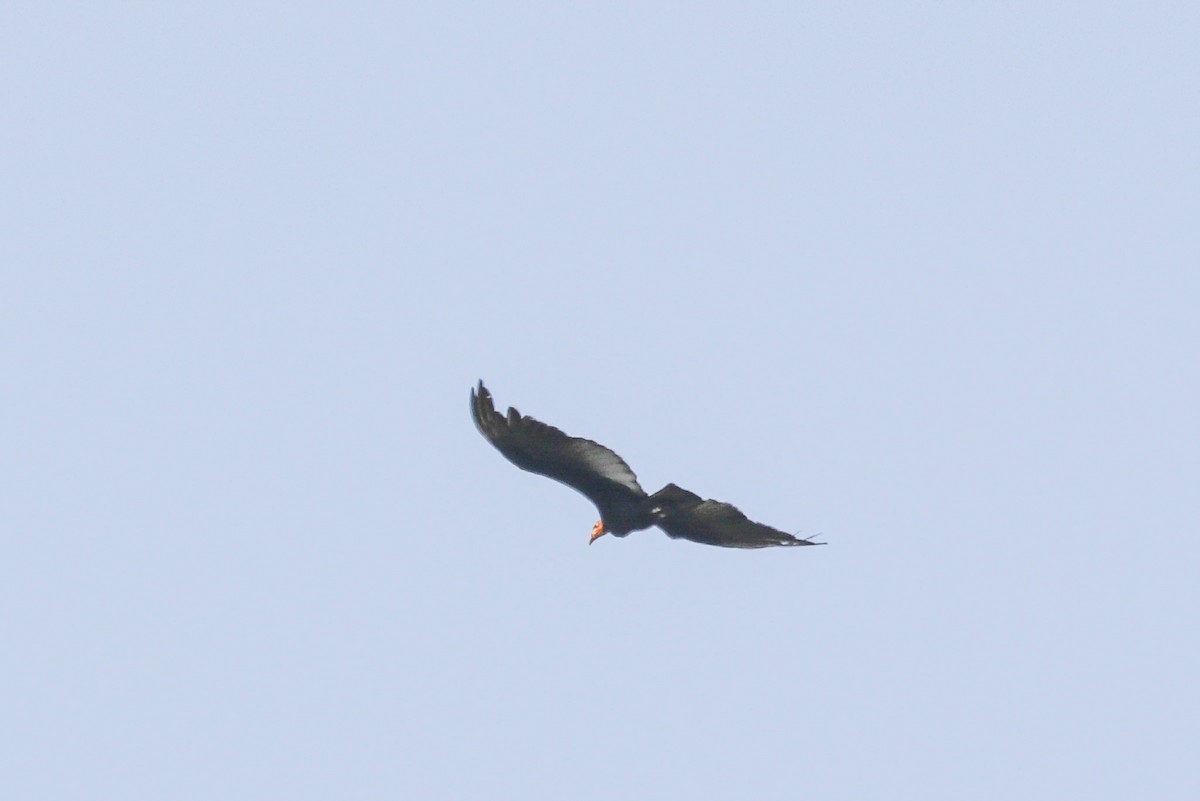 Greater Yellow-headed Vulture - ML643376791