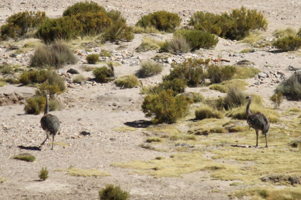 Lesser Rhea - ML643376800