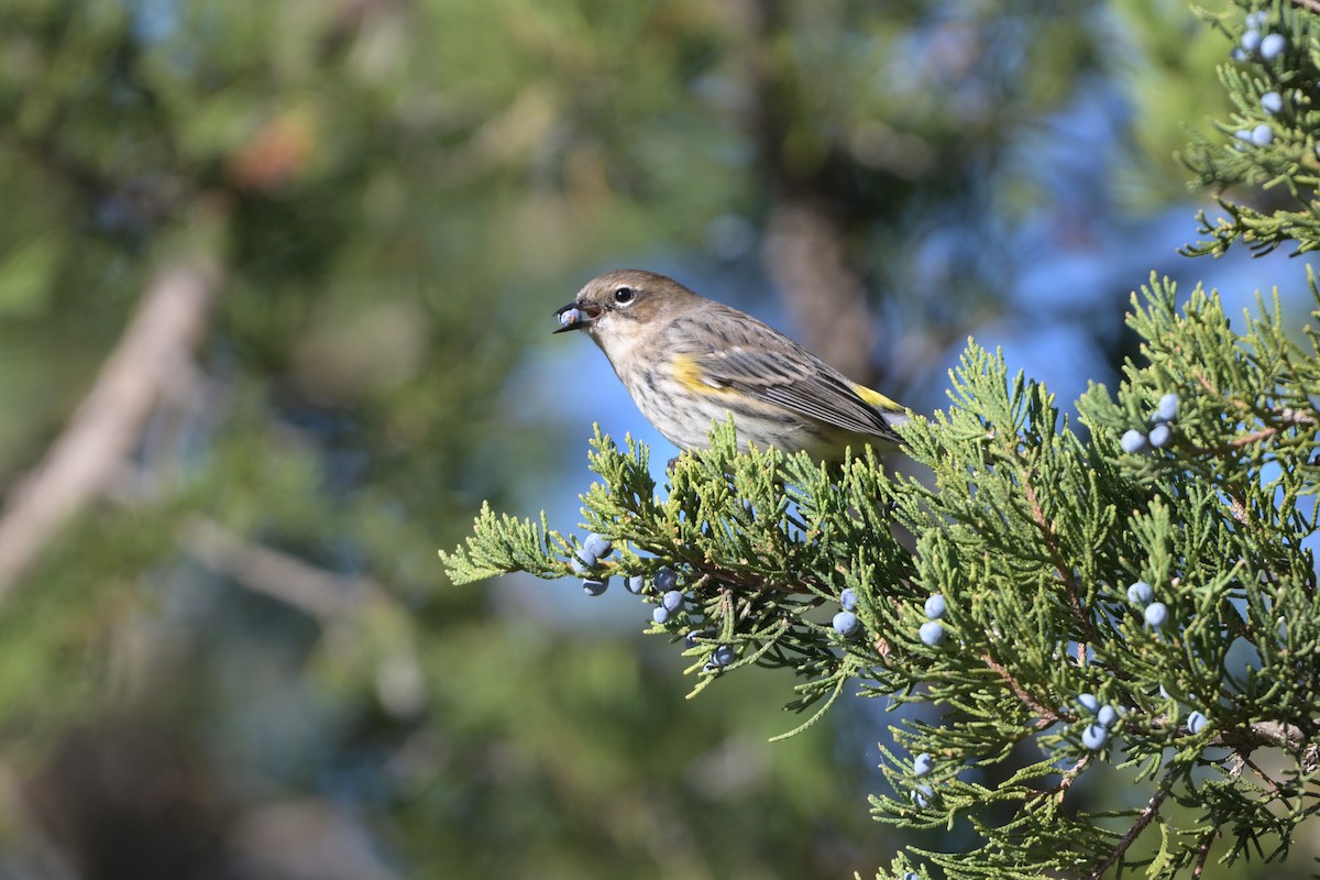 Yellow-rumped Warbler - ML643376802