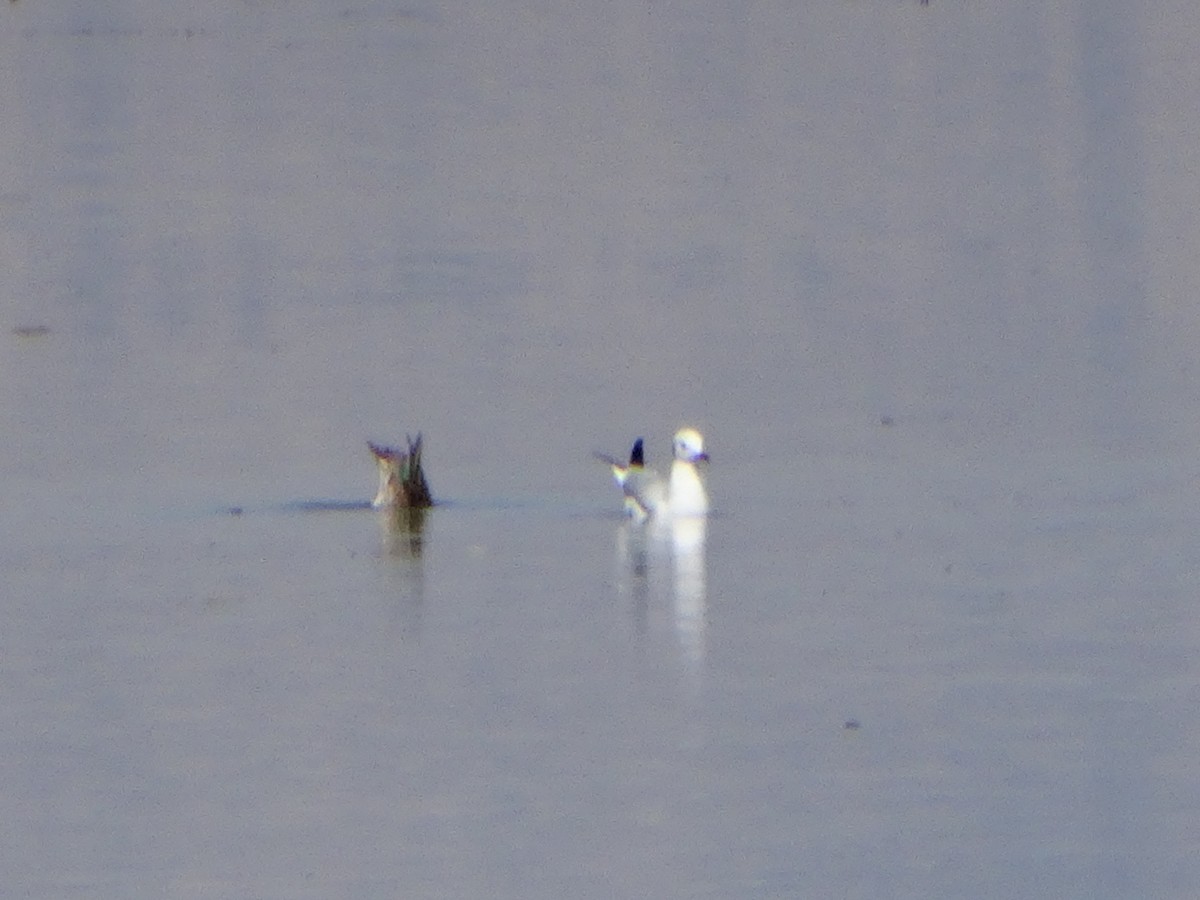 Gabbiano roseo - ML643376810