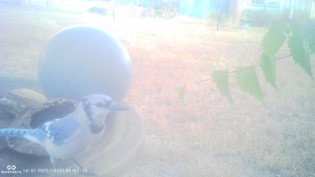 Blue Jay - ML643376823