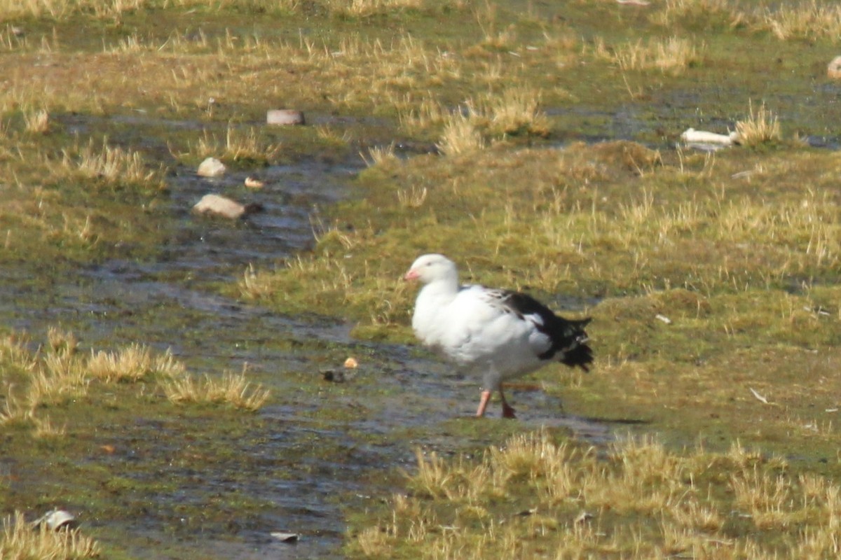 Andean Goose - ML643376832