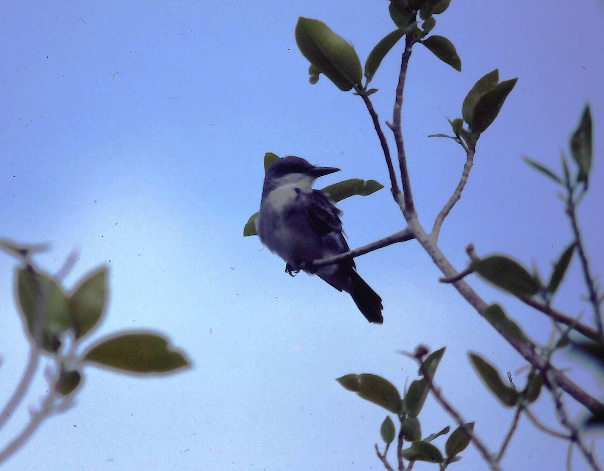 ハイイロタイランチョウ - ML643376833