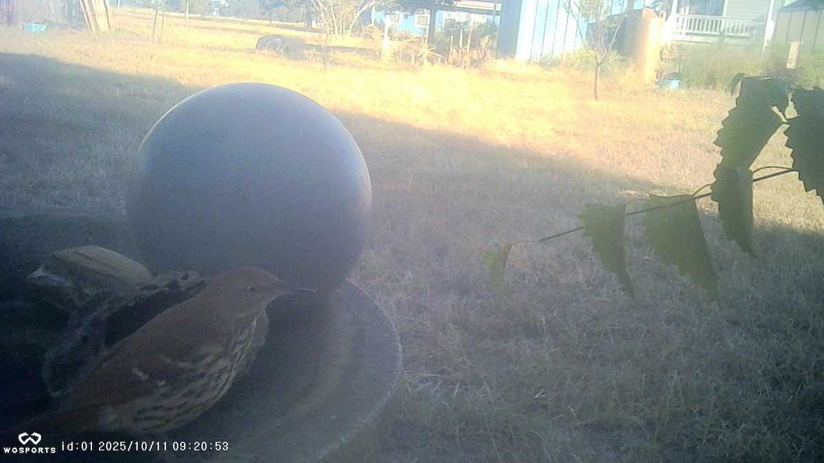 Brown Thrasher - ML643376837