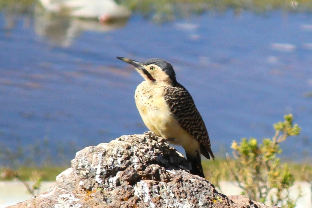 Andean Flicker - ML643376842