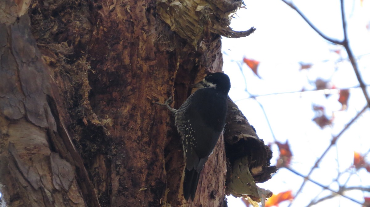 Black-backed Woodpecker - ML643376851