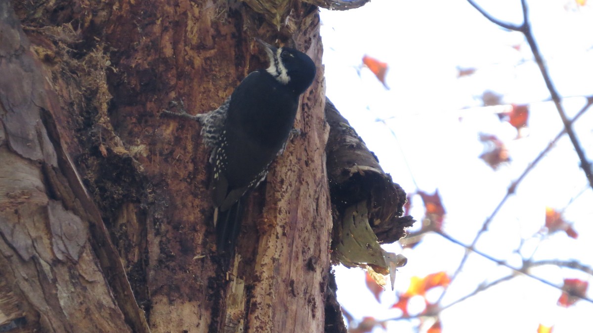 Black-backed Woodpecker - ML643376852