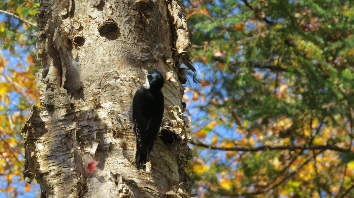 Black-backed Woodpecker - ML643376853