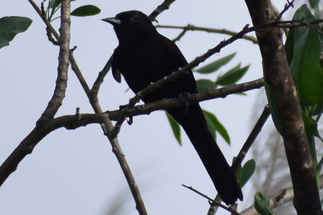 Variable Oriole - ML643376860