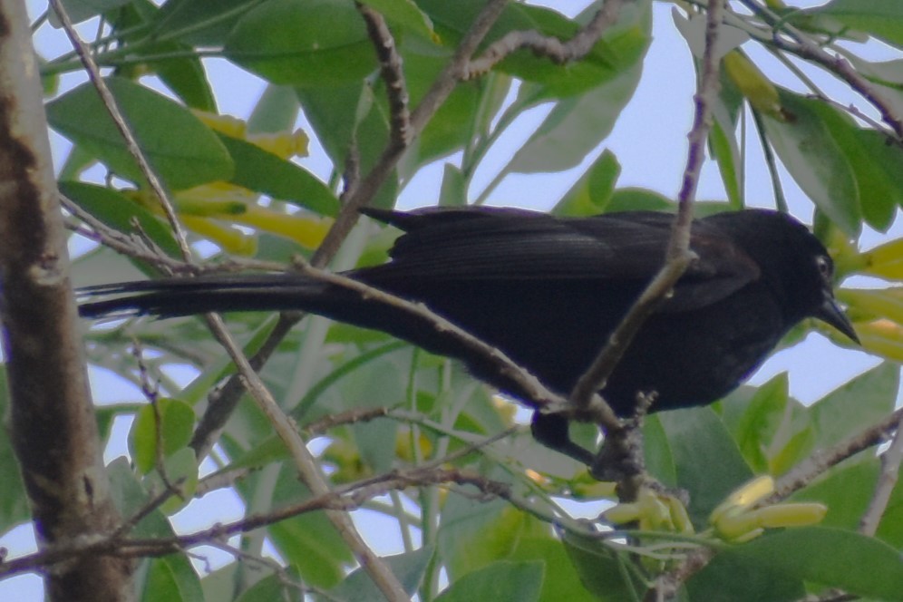 Variable Oriole - ML643376861