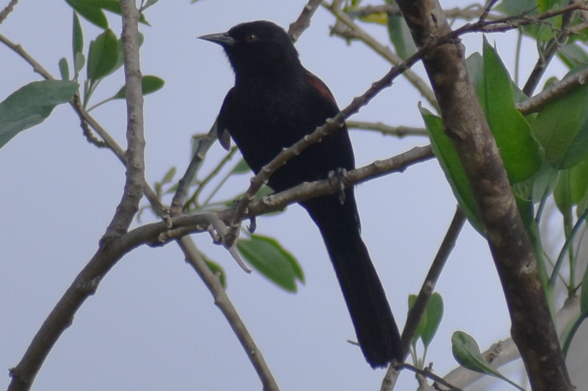 Variable Oriole - ML643376862