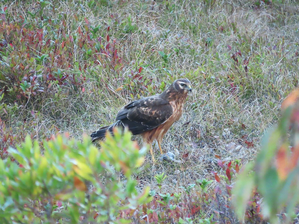 Northern Harrier - ML643376871