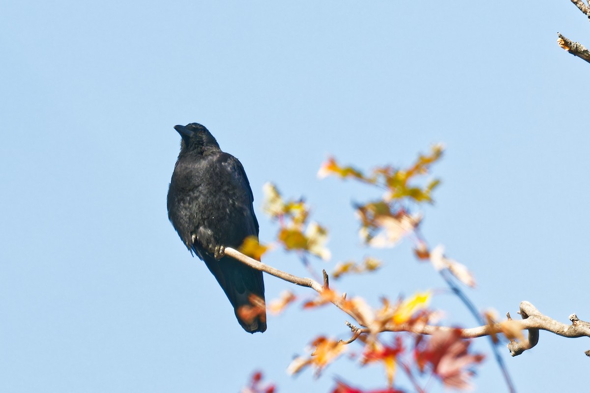 American Crow - ML643376872