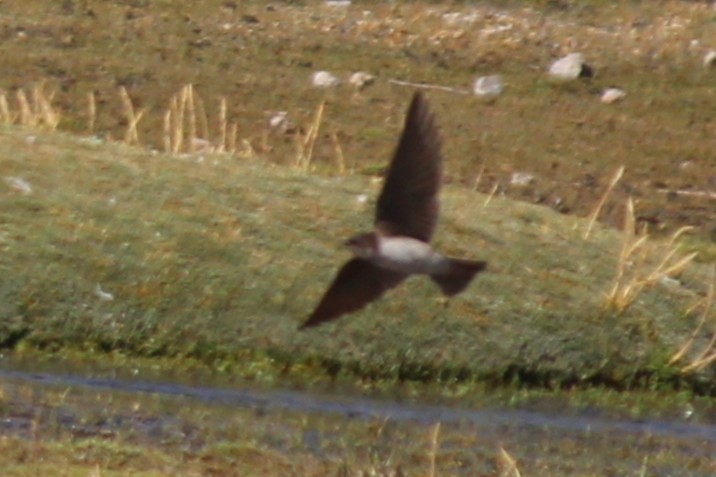 Andean Swallow - ML643376873