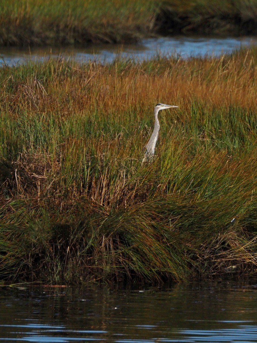 Great Blue Heron - ML643376877