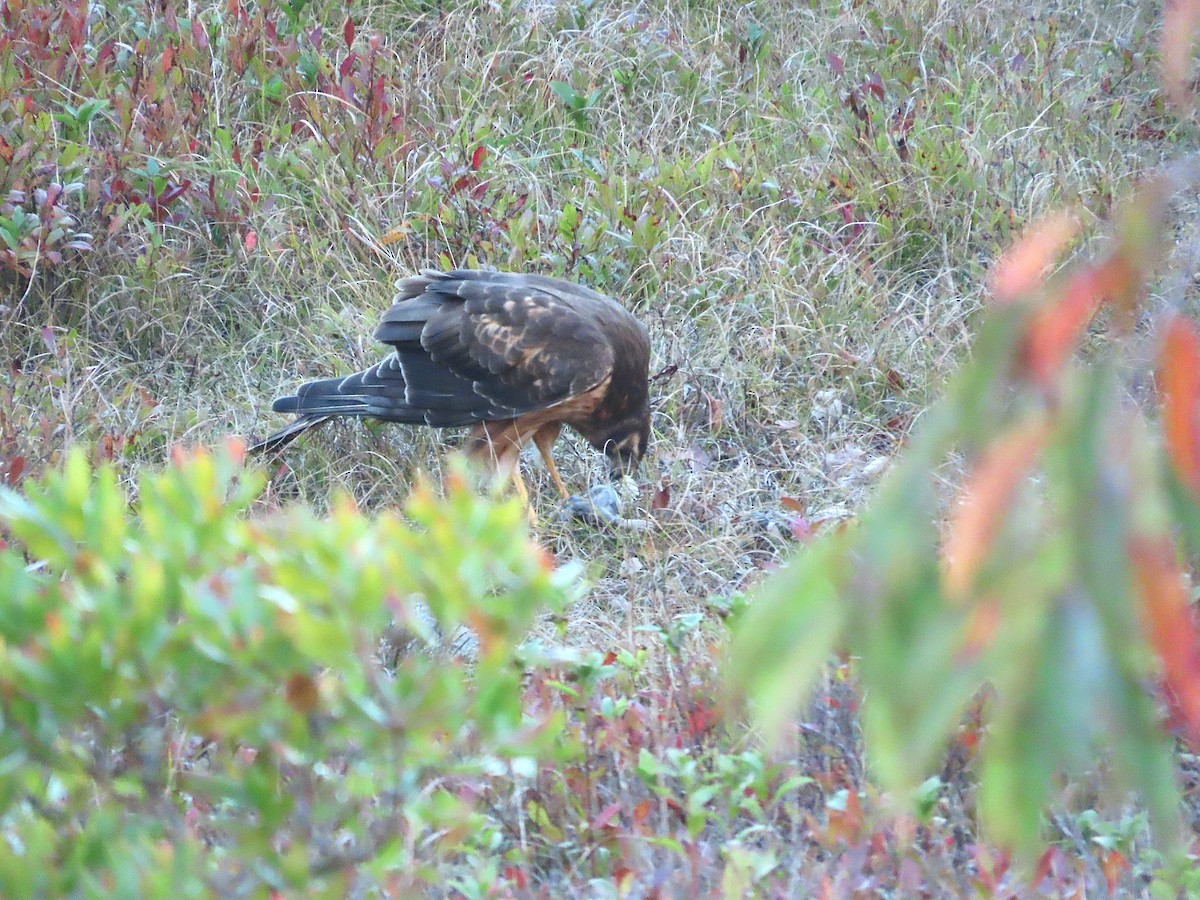 Northern Harrier - ML643376884
