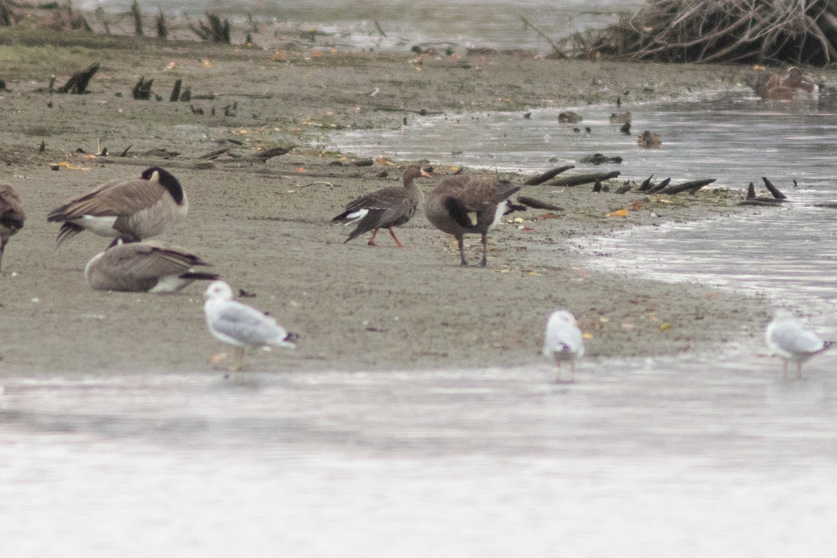 Greater White-fronted Goose - ML643376887