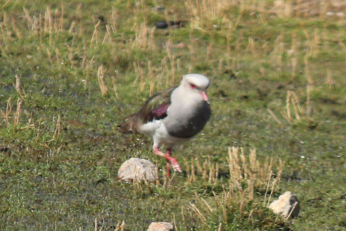 Andean Lapwing - ML643376888