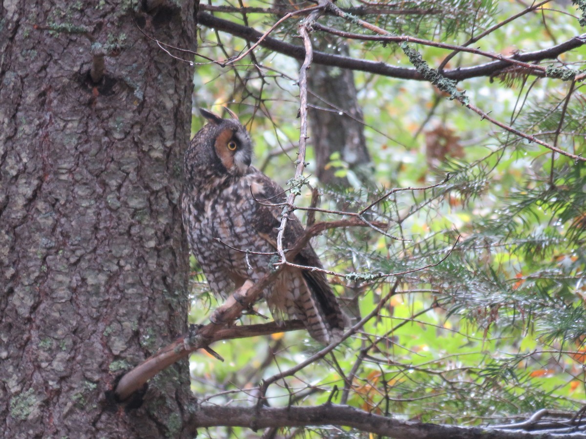 Long-eared Owl - ML643376893