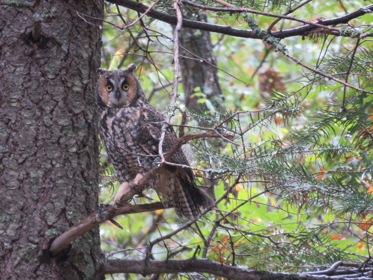 Long-eared Owl - ML643376894
