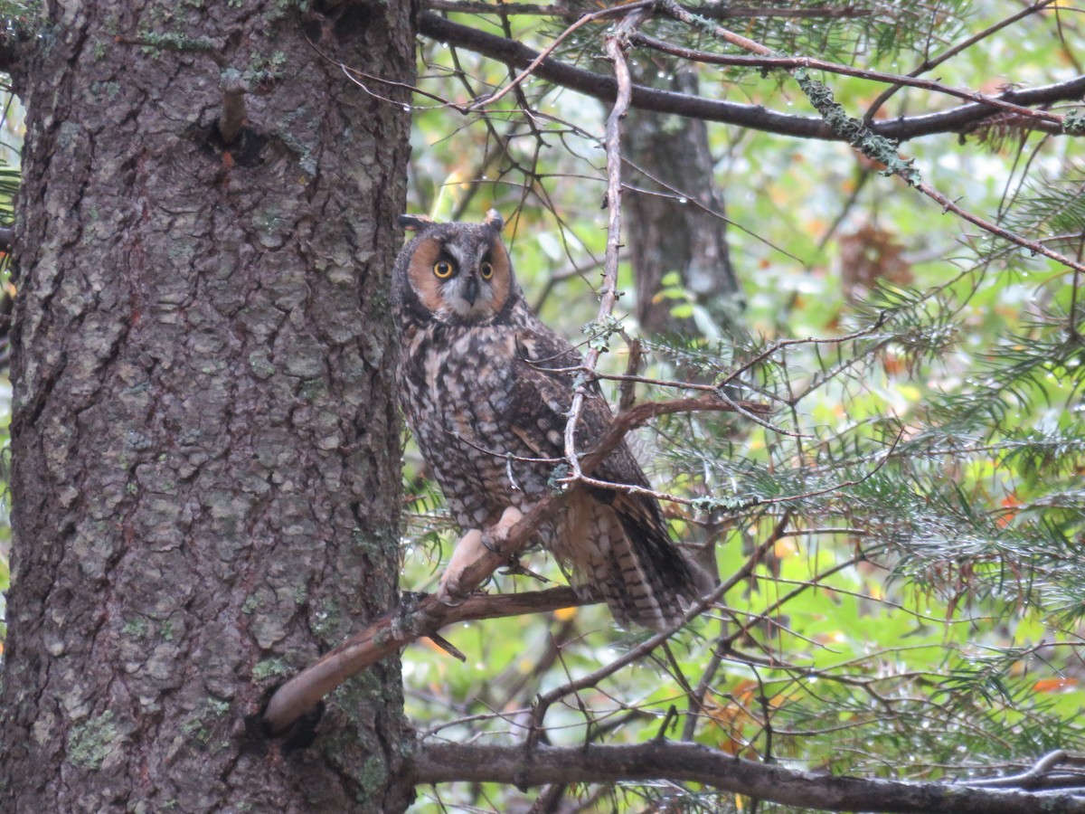 Long-eared Owl - ML643376895