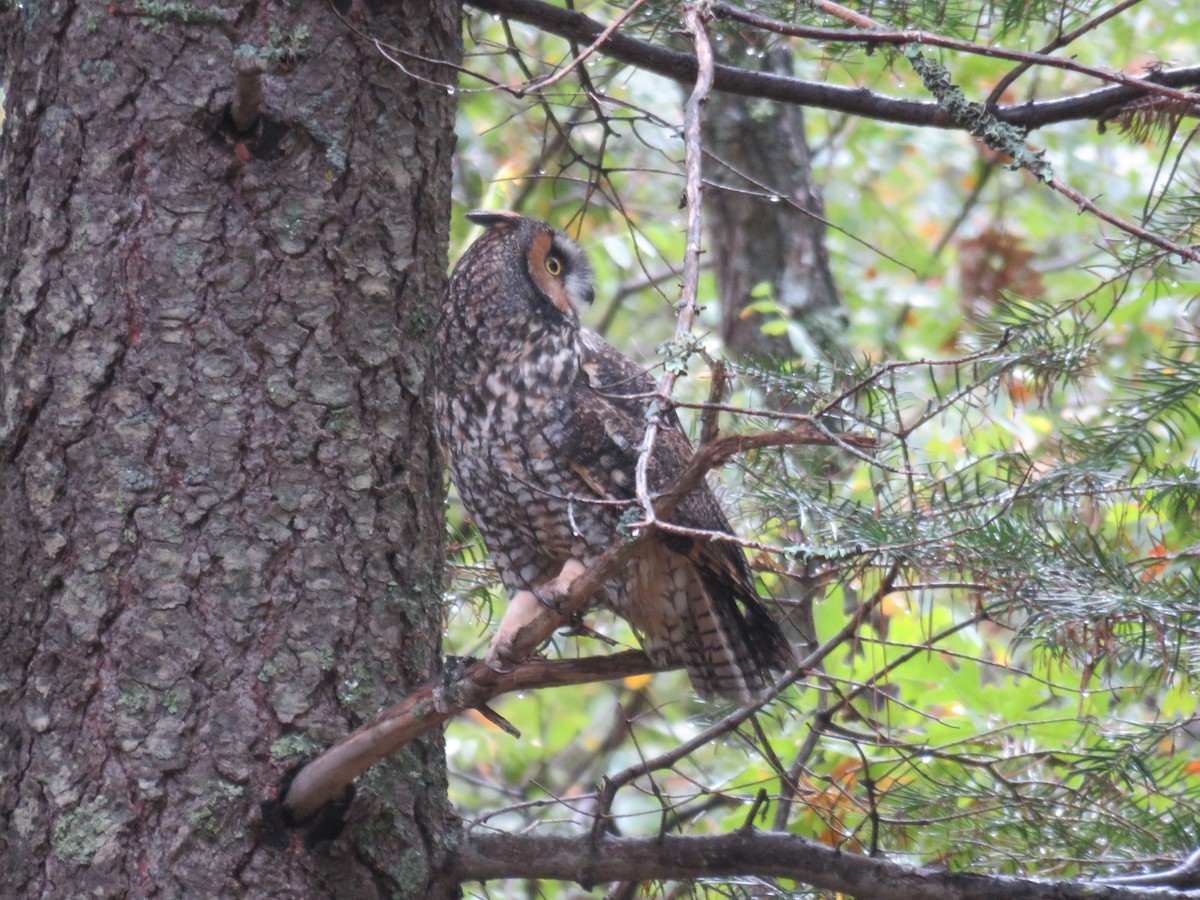 Long-eared Owl - ML643376896