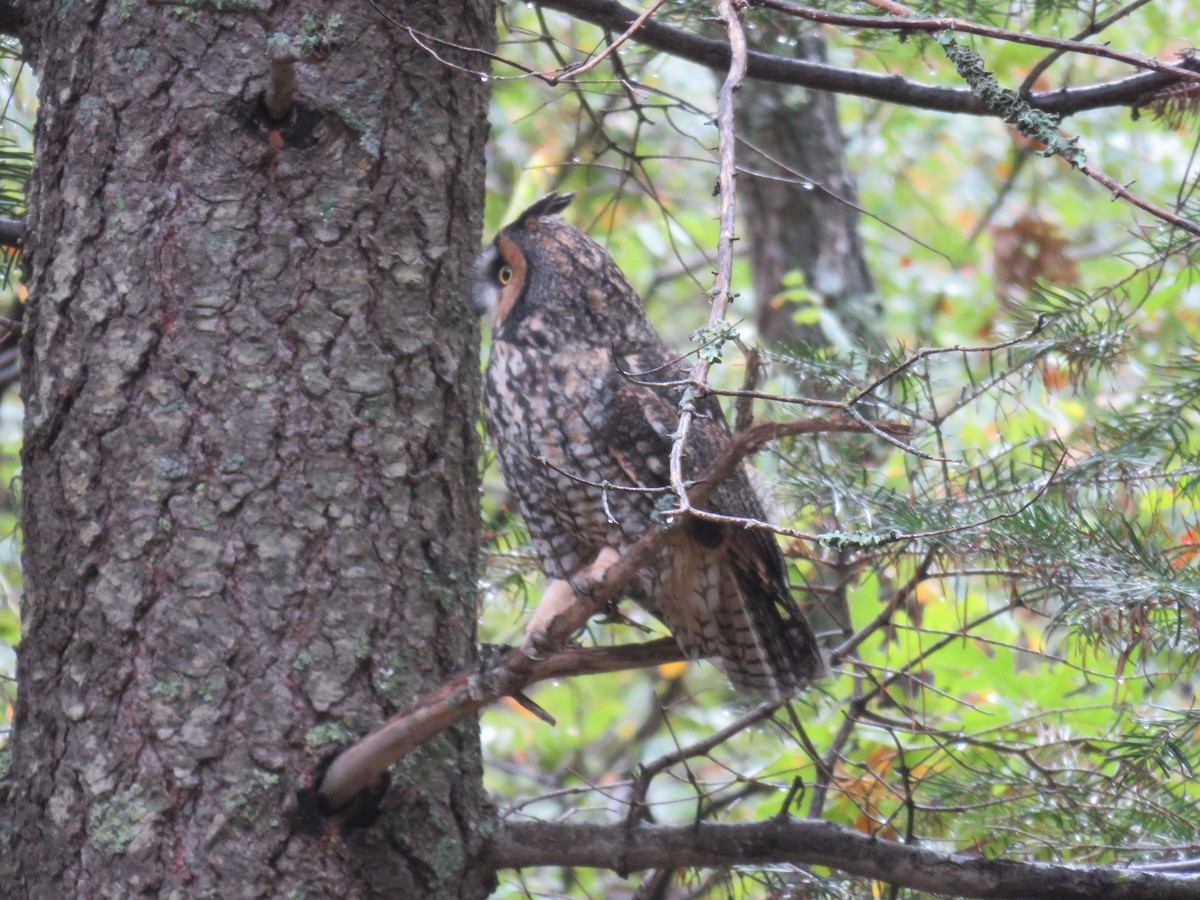 Long-eared Owl - ML643376897