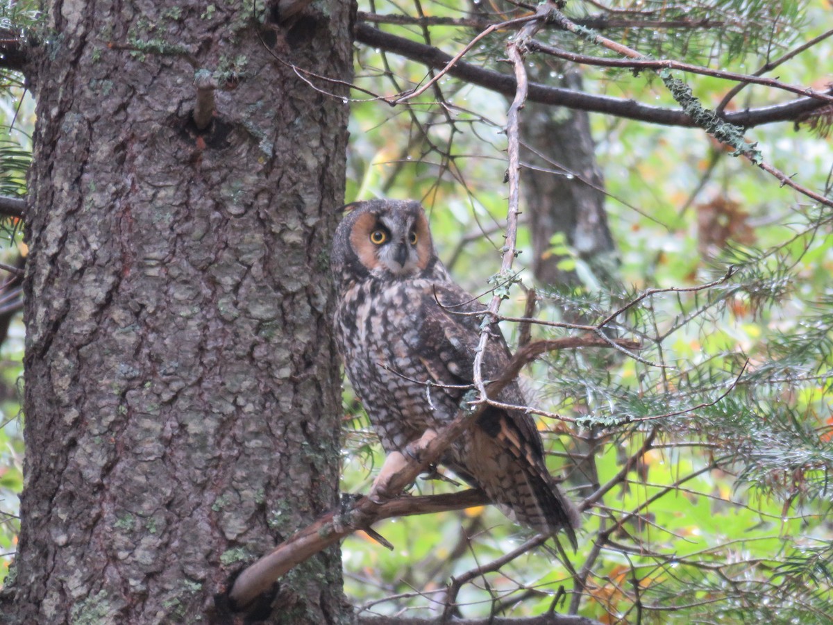Long-eared Owl - ML643376898
