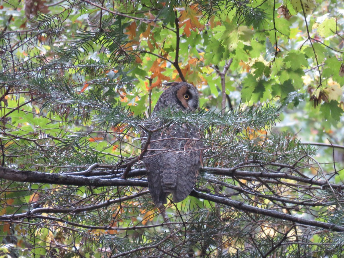 Long-eared Owl - ML643376899