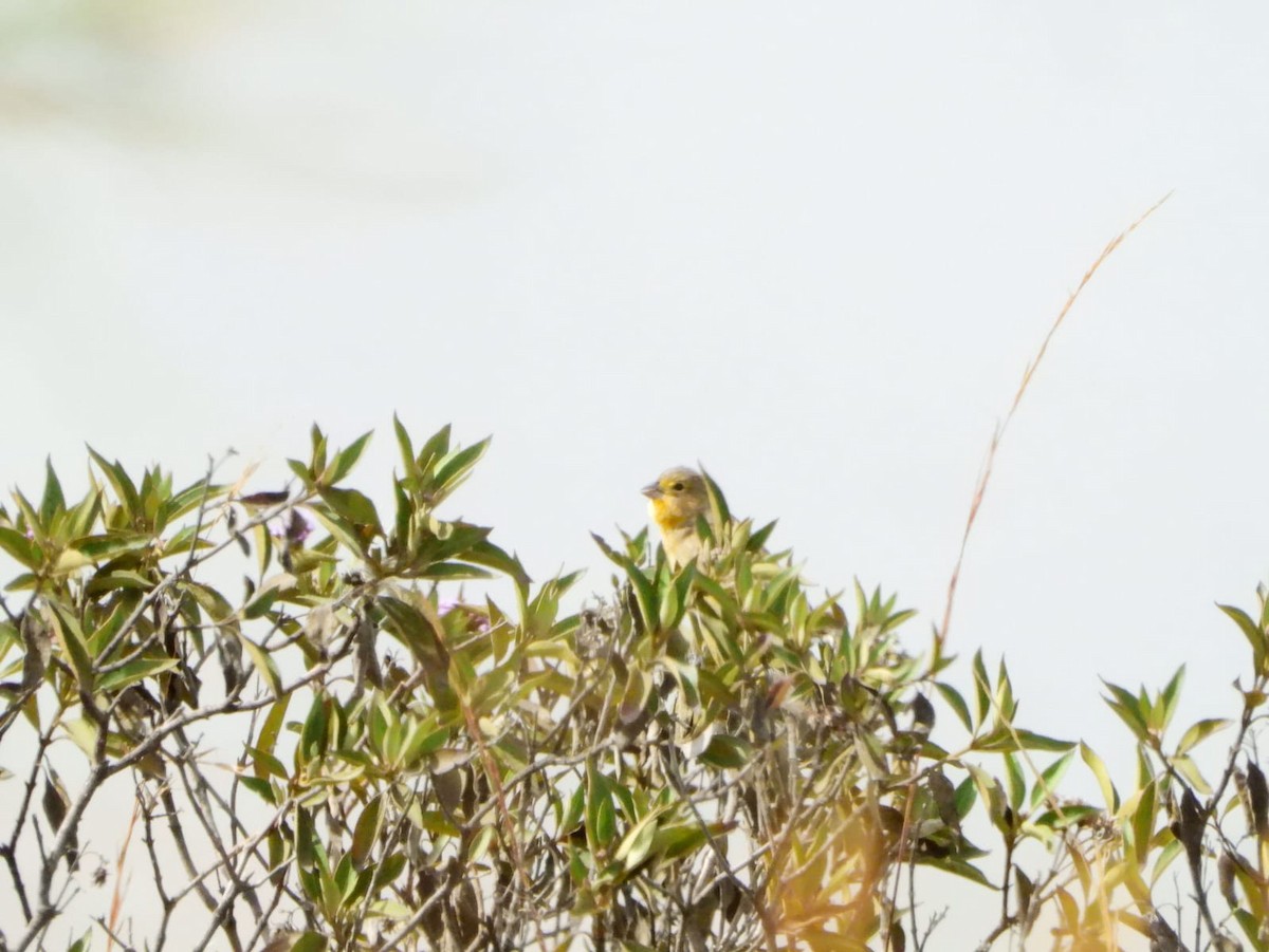 Grassland Yellow-Finch - ML643376900