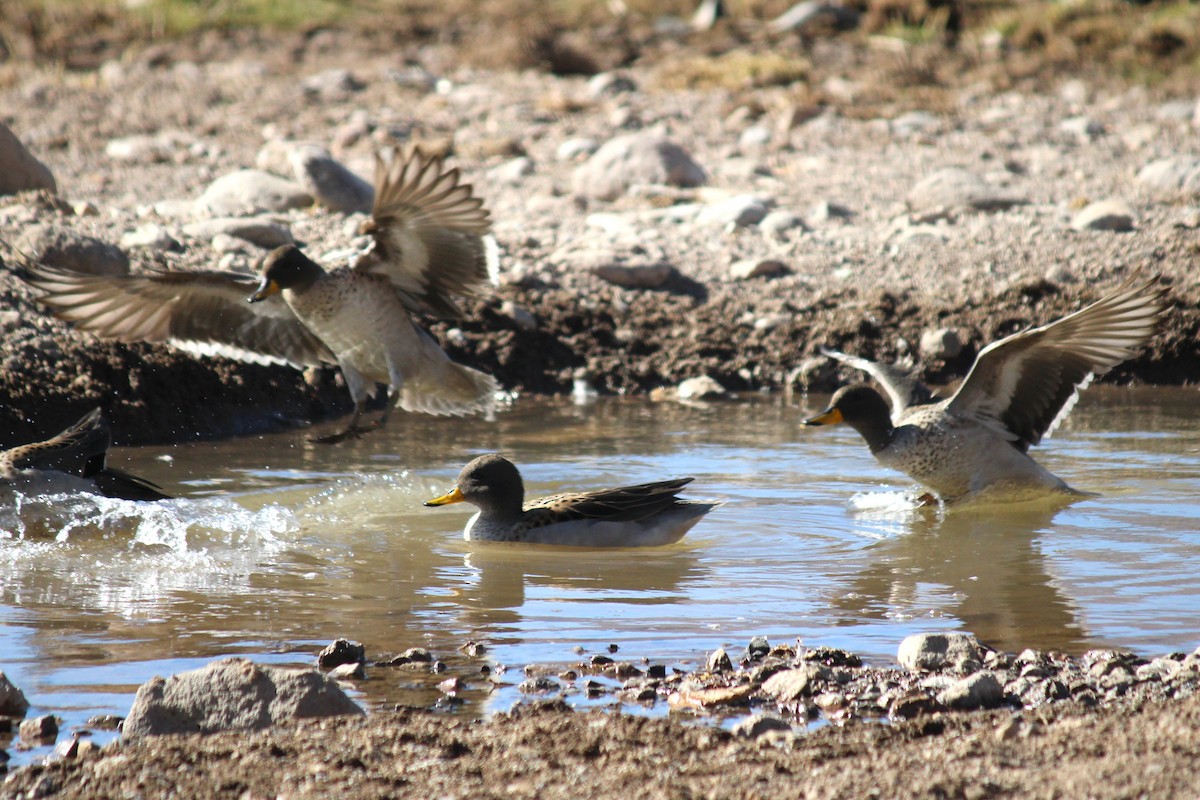 Yellow-billed Teal - ML643376903